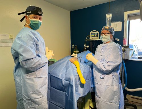 Orthopedic Surgery in Pets