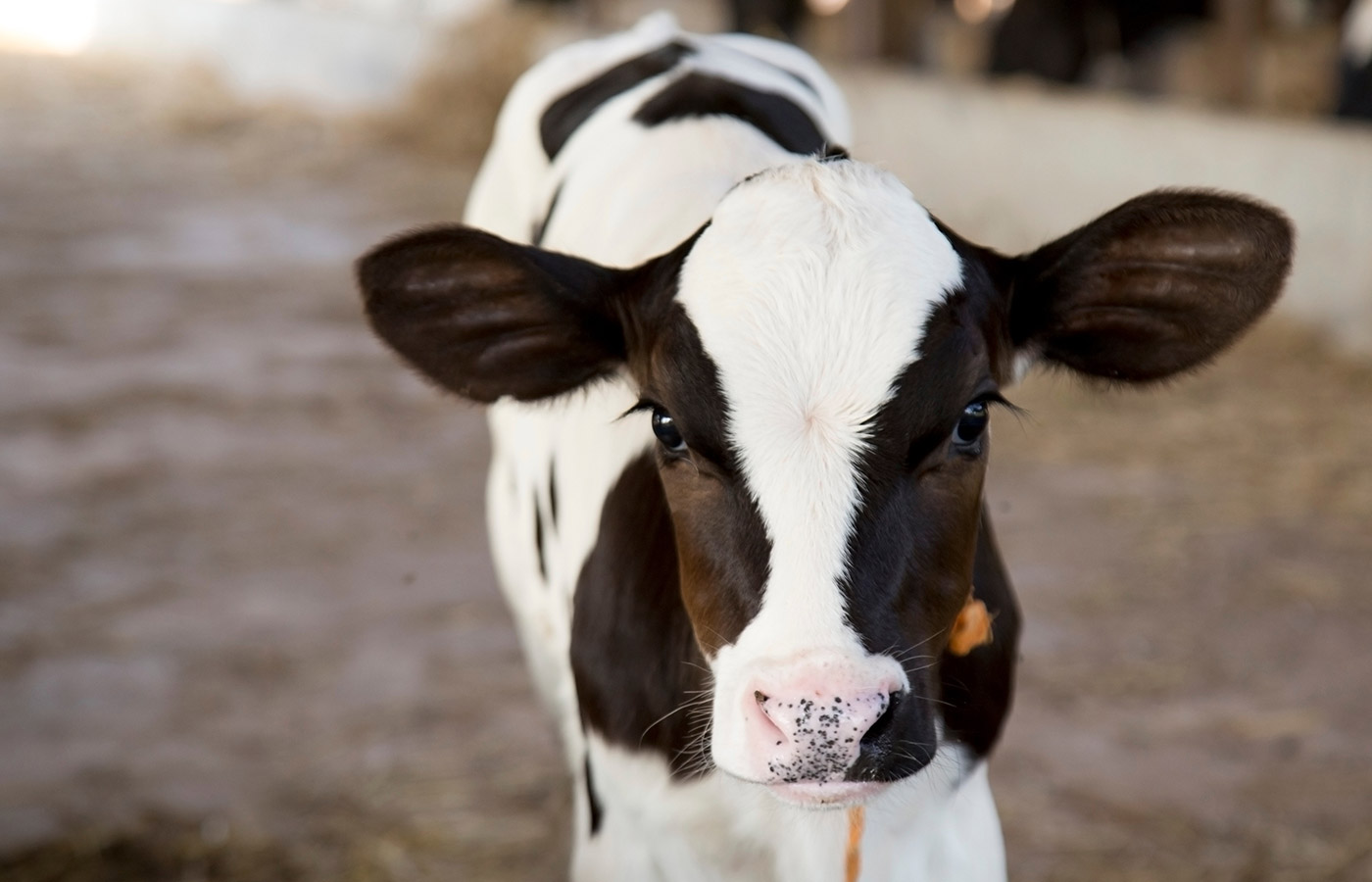 bovine-card