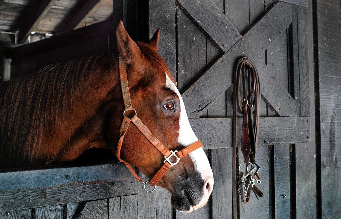 equine-card-facility