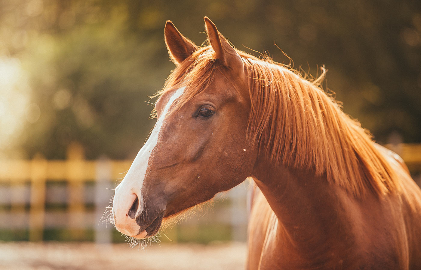 equine-services-card