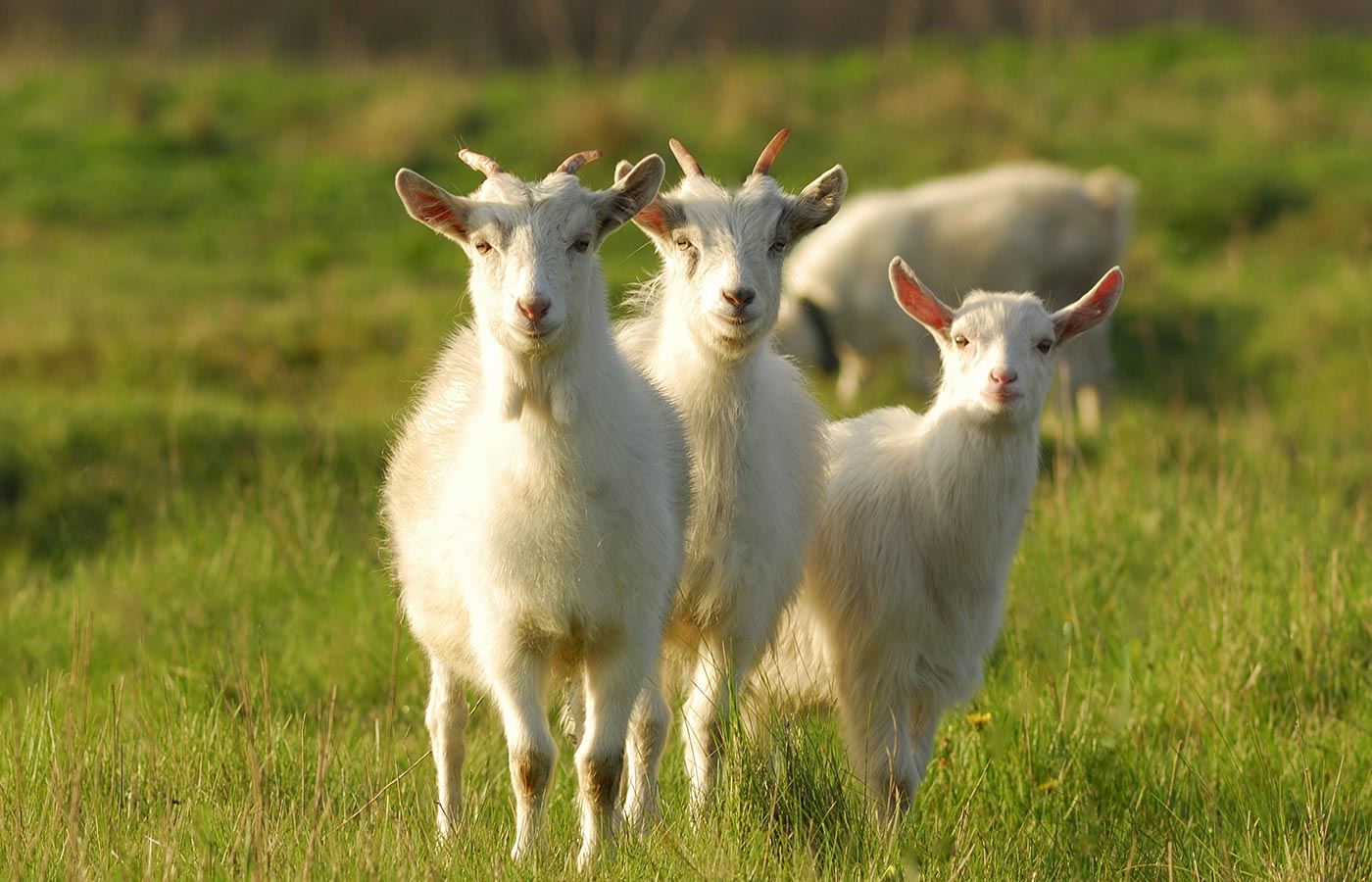 ruminants-card