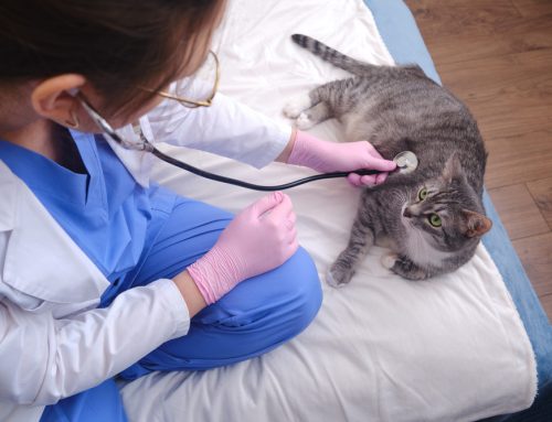 7 Benefits of In-Home Veterinary Care