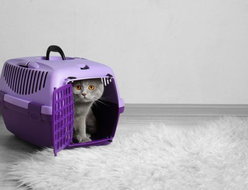8 Simple Ways to Change Your Pet’s Veterinary Visit from Scary to Fear Free